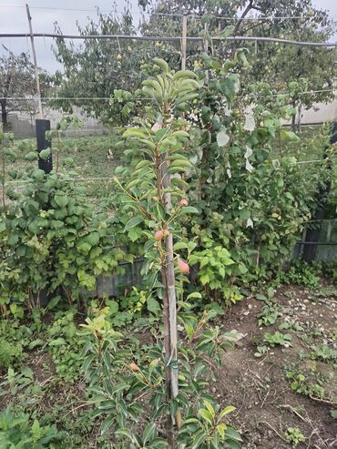 Həyət evləri və villaların satışı: 1 otaqlı, 36 kv. m, Yeni təmirli — 42