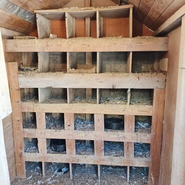 Yuvalar: Salam Aleykum Quşxana satılır istəyən olsa əlaqə saxlasın .hündürlük — 6