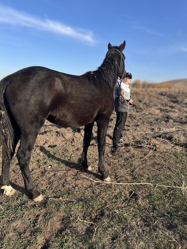 отдам собаку в добрые руки: Бир жарым жаш сатылат Буту таза