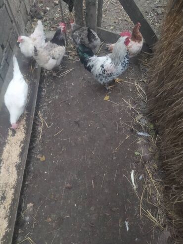 Digər heyvanlar: 5 toyuq 1 xoruz qiymət 14 manat hamsi bir yerdə satılır