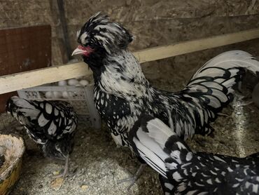 курица живая: Продаю | Куры, Петух, Инкубационные яйца | Для разведения