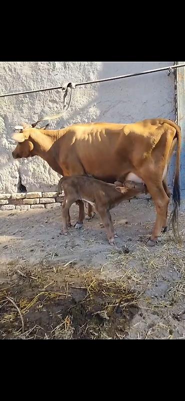Südlük inək – buzovla birlikdə - Qəhvəyi rəngli, sağım üçün əlverişli lalafo.az -da Südlük inək – buzovla birlikdə - Qəhvəyi rəngli, sağım üçün əlverişli