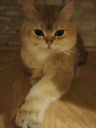 pişik su qabı: Qızıl şinşilla, Erkək, Cütləşmə üçün, Ünvandan götürmə