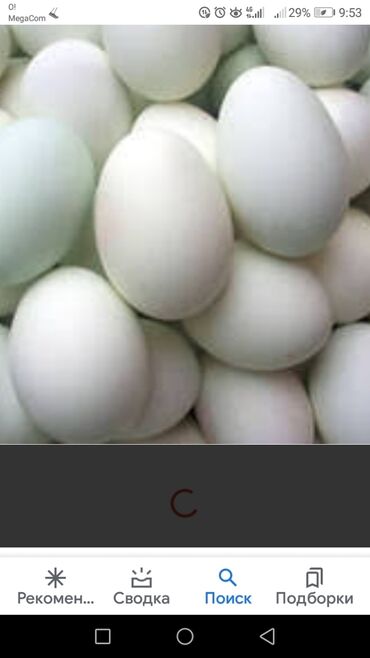 питомник в Кыргызстан | СОБАКИ: Леггорн. Инкубационые яйца . Татарстан питомник. Чистокровные
