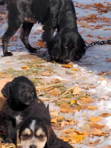 Продажа собак: Щенки охотничьего типа (смесь спаниеля/легавой по экстерьеру) - Помёт — 12