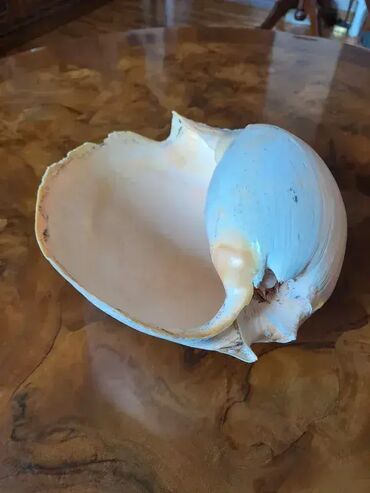 Akvariumi: Tri velike, izuzetno lepe skoljke. Dimenzija i cena: 30x23cm 4000din — 4