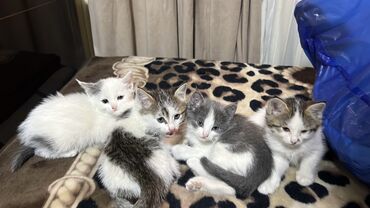 животные домашние: Отдам котят в добрые руки 
город Кара Балта