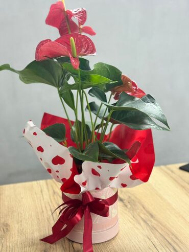 все для аквариума бишкек: АНТУРИУМ ❤️ Мужское счастье — символ силы, любви и успеха! Цветущее