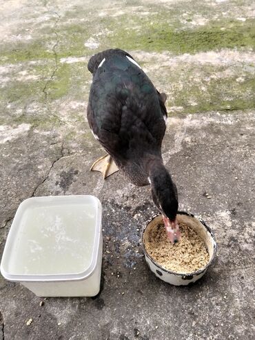 Ördəklər: Erkək, | Lal ördək, Damazlıq, Ünvandan götürmə — 9