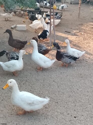 Ördəklər: Satılır: ördək sürüsü - Növlər və rənglər: ağ, qara, boz, qəhvəyi və — 18