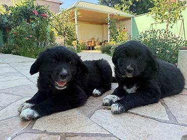 balaca cins itler: Labrador-retriver, 2 ay, Dişi, Ödənişli çatdırılma — 3
