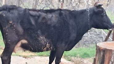 Inəklər, öküzlər: Erkək, Simental, il: 4, 550 kq — 8