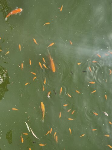 Balıqlar: Koi, Sülhsevər, Ünvandan götürmə -da lalafo.az — 4 Balıqlar: Koi, Sülhsevər, Ünvandan götürmə — 4