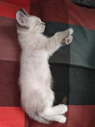 кошки сиамская: Беспородная, 2 месяца, Девочка, Белый — 5