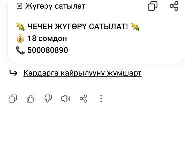 Кукуруза В розницу