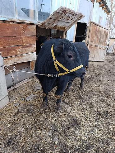 Коровы, быки: Продаю | Бык (самец) | Ангус | На откорм | Привязанные — 2