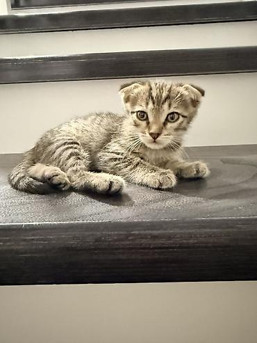 кот сфинкс: Скотиш Фолд (Шотландская вислоухая), 2 месяца, Мальчик, Приучена к лотку, Проглистована — 4