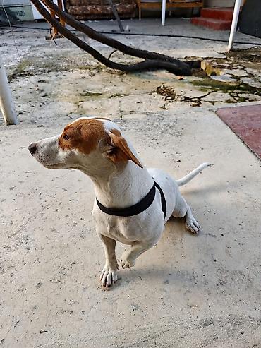 ucuz itlerin satisi: 🐶 TƏCİLİ! Safqan Cek Rassel yeni ailəsini axtarır! ❤️ Çox sevdiyimiz — 3