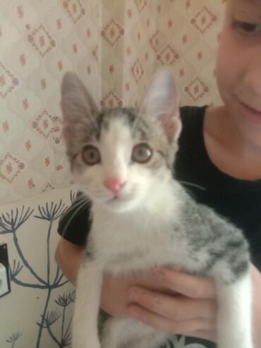 отдаю кота: Мышык бекер берилет: Породасыз, 4 айлык, Ургаачы, Лотокко барууга үйрөтүлгөн