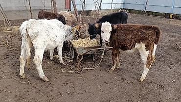 Коровы, быки: Продаю | Тёлка | Для молока | Осеменитель — 2