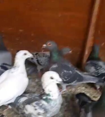 Göyərçinlər: Göyərçinlər
cütü 35 AZN — 10