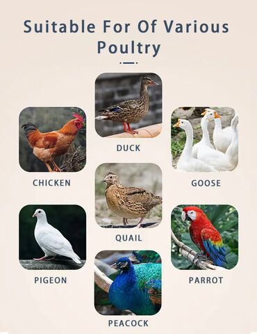 Oprema za kućne ljubimce: INKUBATOR Automatski nove generacije za 36 jaja 12v/220v — 12