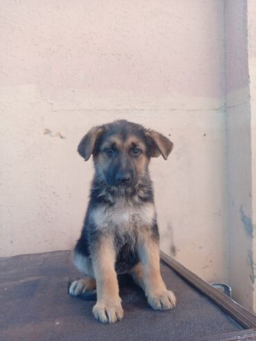 vehsi itler: Alman çoban iti, 2 ay, Dişi