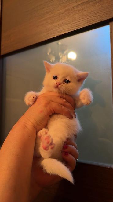 Pişiklər: Şotland, Erkək, Dişi -da lalafo.az — 5 Pişiklər: Şotland, Erkək, Dişi — 5