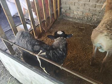 goat: Продаю | Ягненок | Для разведения — 2