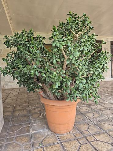 ağac gülləri: Böyük ölçülü qablı şirəli bitki – “Pul ağacı” (Crassula ovata) более — 2