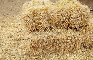 Башка жаныбарлар: Продам🌾Солому ячменную!
Сухие тюки соломы!
Тюки лежат под навесом! — 1