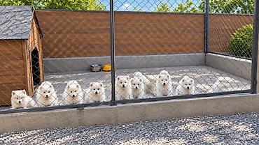 itlerin ucuz qiymete satisi: Samoyed, Peyvəndli — 10