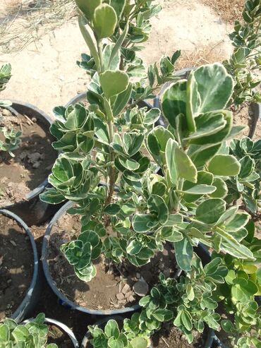 Tinglər: Həmişəyaşıl dekorativ kollar – qablarda - Növ: Euonymus japonicus — 12