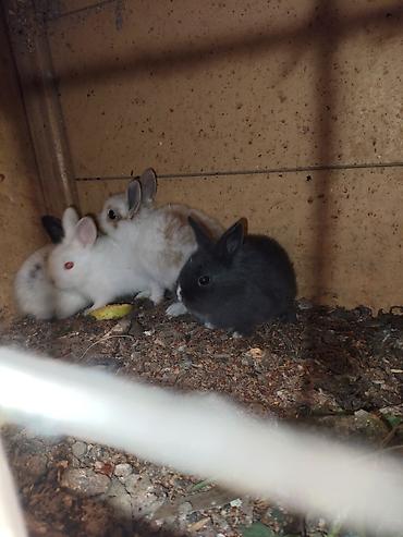 Dovşanlar: Karlik bala dovşanlar bala dovşanlar satılır dovşanlar dovşan — 11