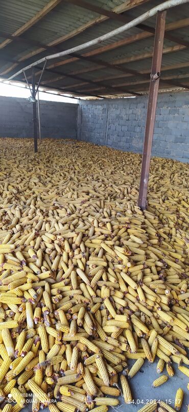 мака кукуруза: Сорт Будан сухой 6-8тонн
