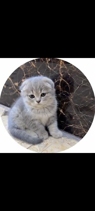 бенгал кот: Scottish straight - Плюшевая густая шерсть ровного серо-голубого — 1