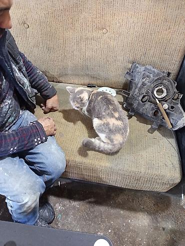 Pişiklər: Qızıl şinşilla, Dişi — 2