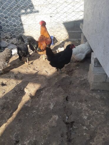 Куры, петухи: Продаю | Куры, Петух | Домашняя | На забой, Для разведения, Несушки — 10