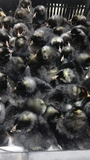 Digər quşlar: Her nov cuce satişi. xarkov çil 2m xarkov 1.50m atkas 3m avstroluq 3m — 2