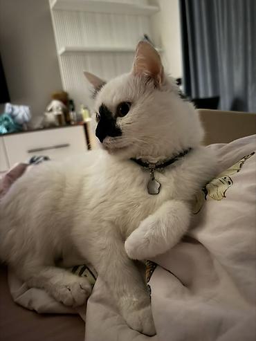 Отдам даром кошку: Кошка даром: Беспородная, более 5 лет, Мальчик — 2