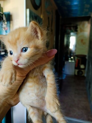 отдам кота в добрые руки: Ищем добрые руки для трёх малышей 🐾 Друзья, у нас большая просьба 🙏