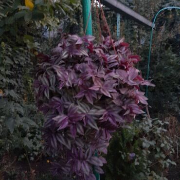 Садовые цветы и кустарники: Саженцы цветка: Пионы, Самовывоз at lalafo.kg — 18 Садовые цветы и кустарники: Саженцы цветка: Пионы, Самовывоз — 18