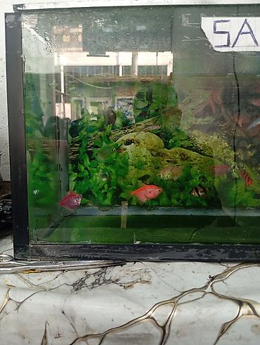 tetra: Dördbucaq akvarium, Balıqlarla birlikdə, 1 l, Pulsuz çatdırılma — 2