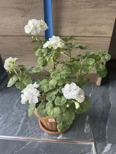 цветок дифенбахия: Продается комнатный цветок. Цветущая герань