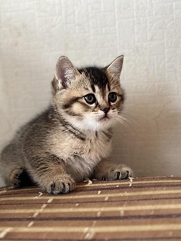 Pişiklər: British tipli pişik balaları - Cins: British Shorthair (şəkillərdə — 7