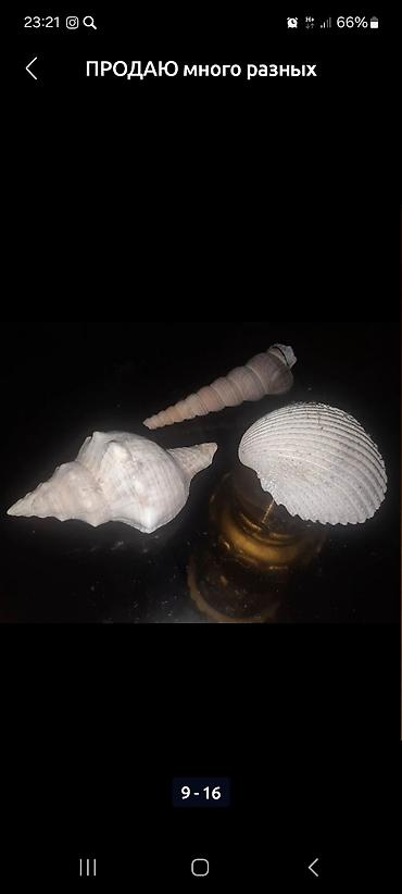 Зоотовары: Продаю много разных хороших интересных вещей заходите в мой профиль — 4