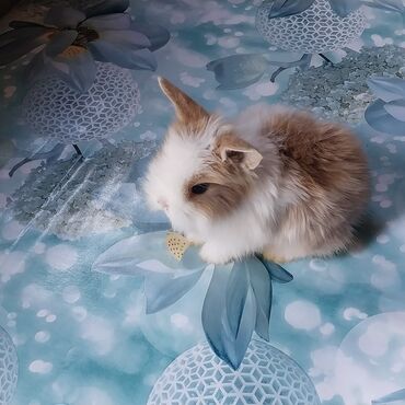 Dovşanlar: 🟠 Ev dovşanı balalarına super endirim kampaniyası. müvəqqəti olaraq 50 — 3