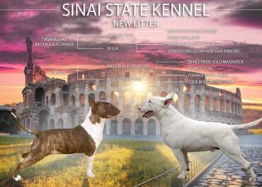 ves tange: Sinai State odgajivačnica ima u ponudi prelepo žensko štene starosti 6