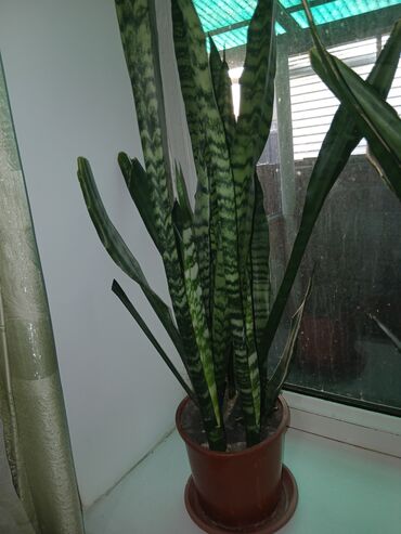 Драцены и Сансевиерии: Большой выбор сансиеверии — 10