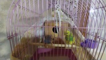 1 cüt məhəbbət quşu əvvəldən cütdürlər 2 yem qabı 1 su qabı 1 qəfəs 1